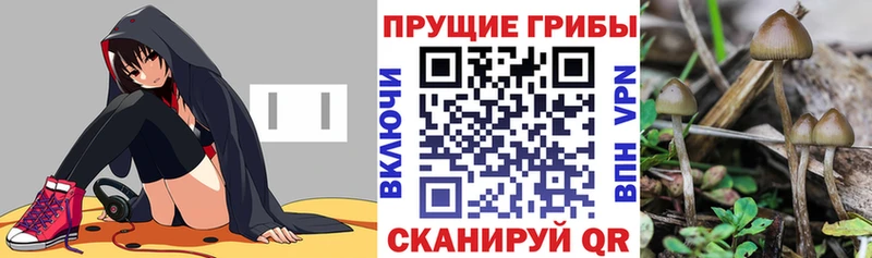 закладки  Тюмень  Галлюциногенные грибы Psilocybe 